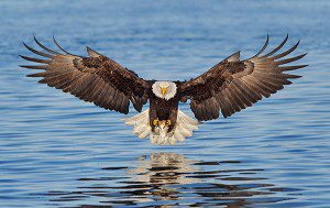 bald eagle over water