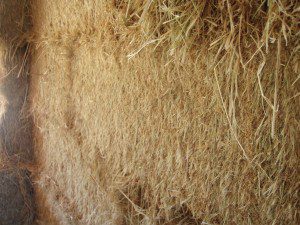 Close Up of Cut Edge of Straw Bale