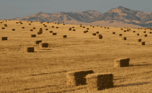 Bales of Straw in the Field
