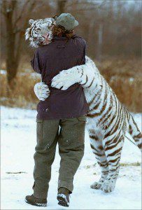 white tiger hugging man