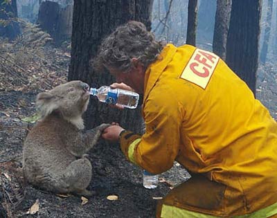 firefighter helping koala