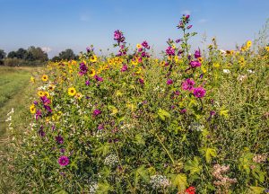 Flowers on a green roof can create biodiversity