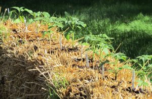 growing plants in straw bales