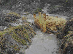 Straw bales used to slow contamination from Gulf Oil Spill